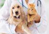 How Can Pet Insurance Improve Your Life? Pet Insurance