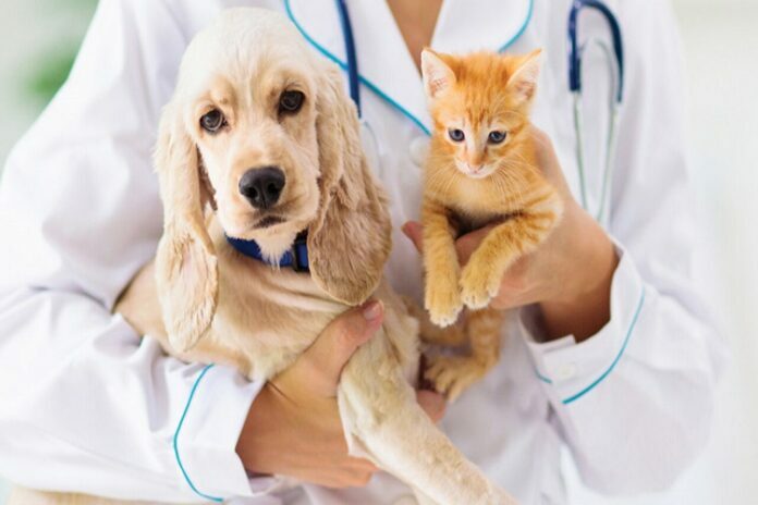 Pet Insurance